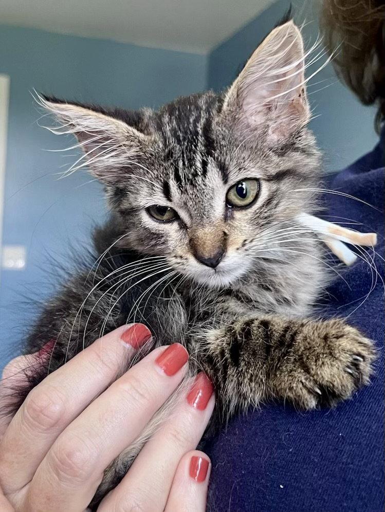 *Hash, Adoptable, Young Female Domestic Medium Hair & Tabby.