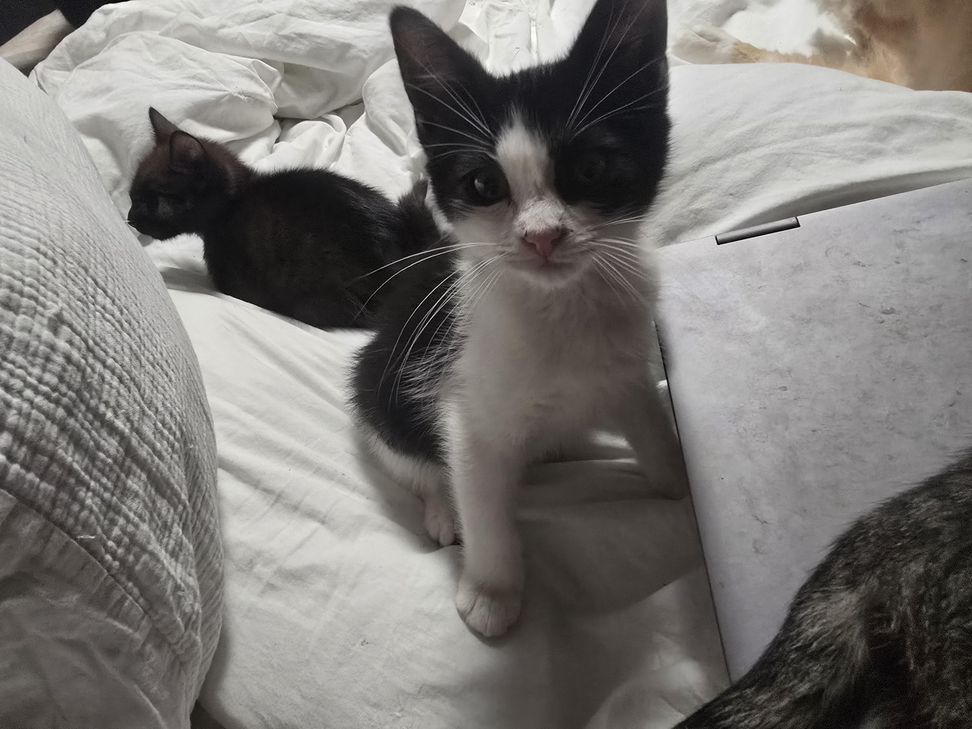 General Tso, Baby Male unknown