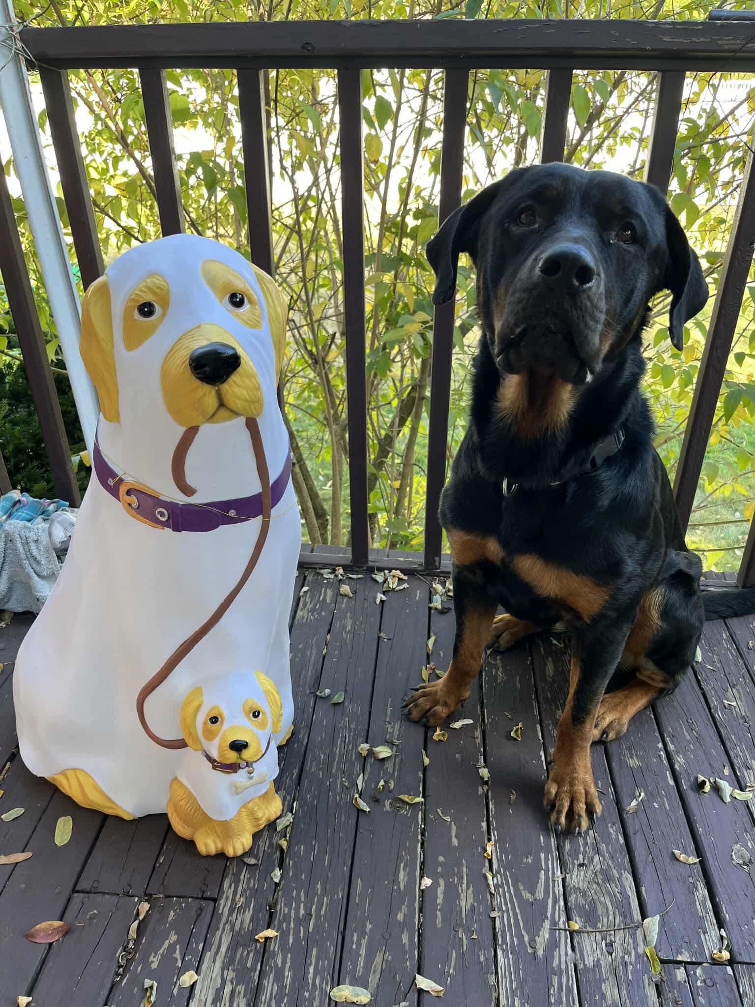 Enlarge Snow, a Adoptable mixed breed in Westwood, NJ image 2/6