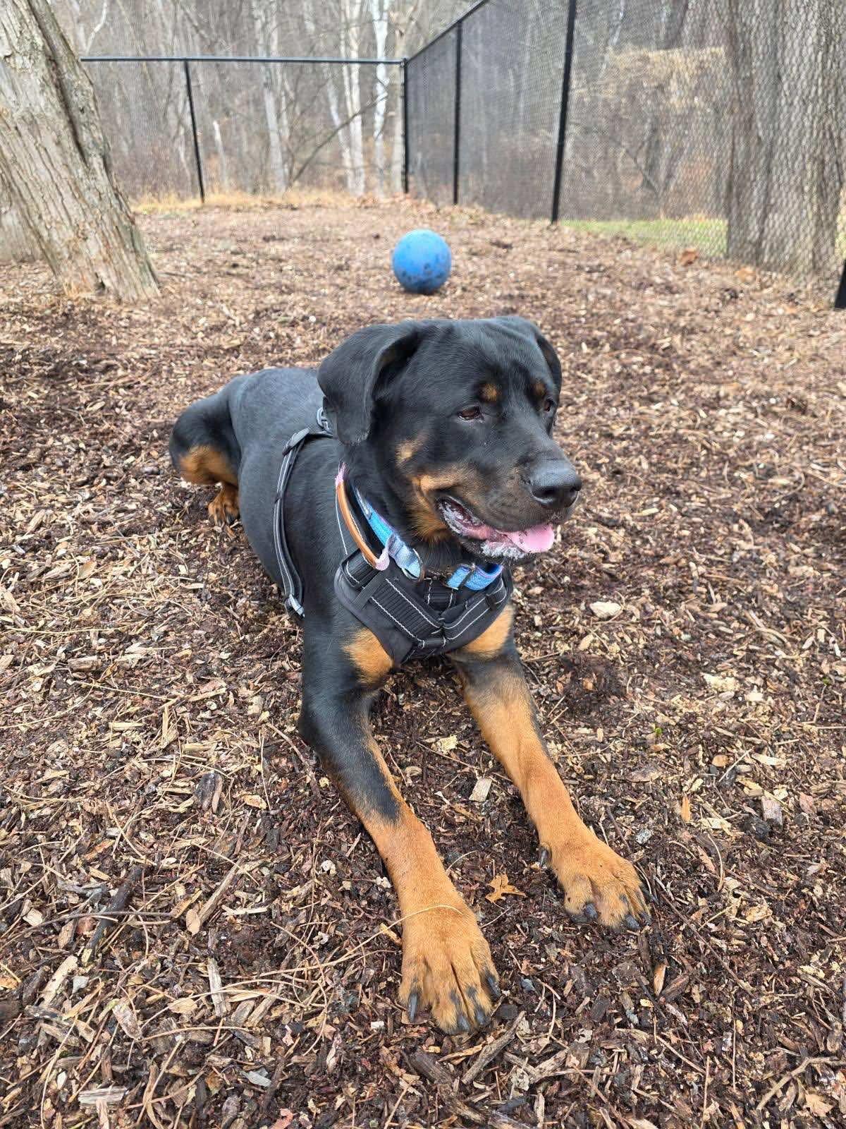 Enlarge Snow, a Adoptable mixed breed in Westwood, NJ image 6/6