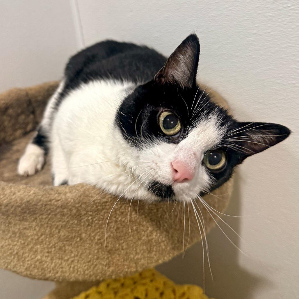 Stormy Rae, Adoptable, Senior Female Domestic Short Hair.