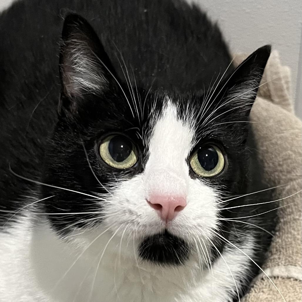 Enlarge Stormy Rae, a Adoptable Domestic Short Hair in Murray, UT image 2/6