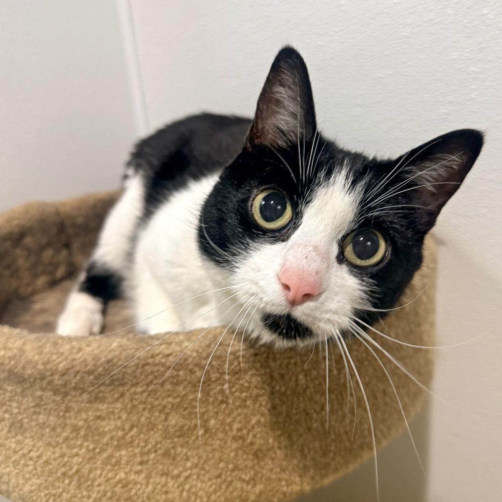 Enlarge Stormy Rae, a Adoptable Domestic Short Hair in Murray, UT image 3/6