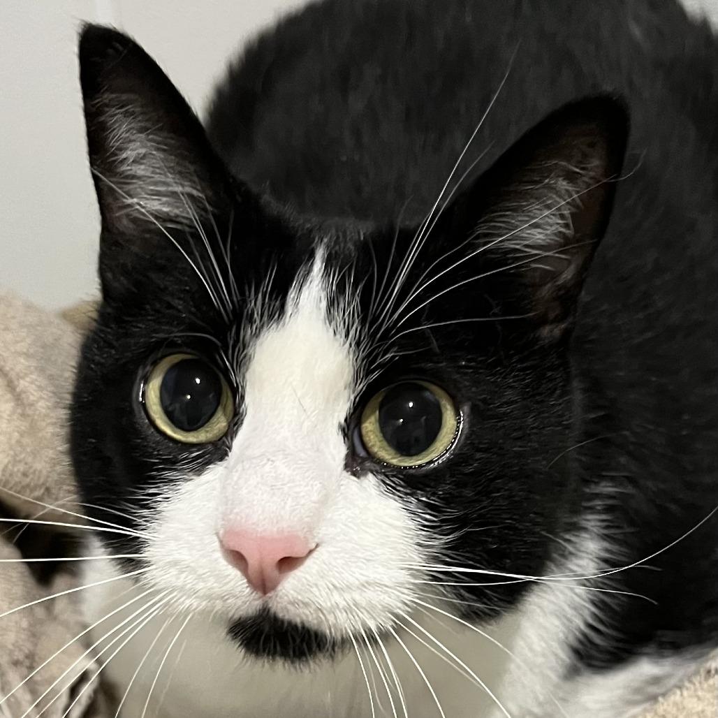 Enlarge Stormy Rae, a Adoptable Domestic Short Hair in Murray, UT image 4/6