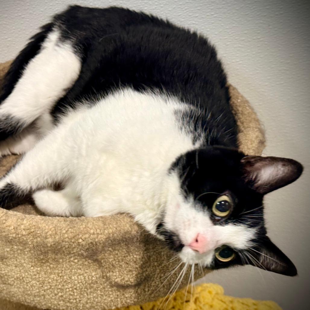 Enlarge Stormy Rae, a Adoptable Domestic Short Hair in Murray, UT image 5/6