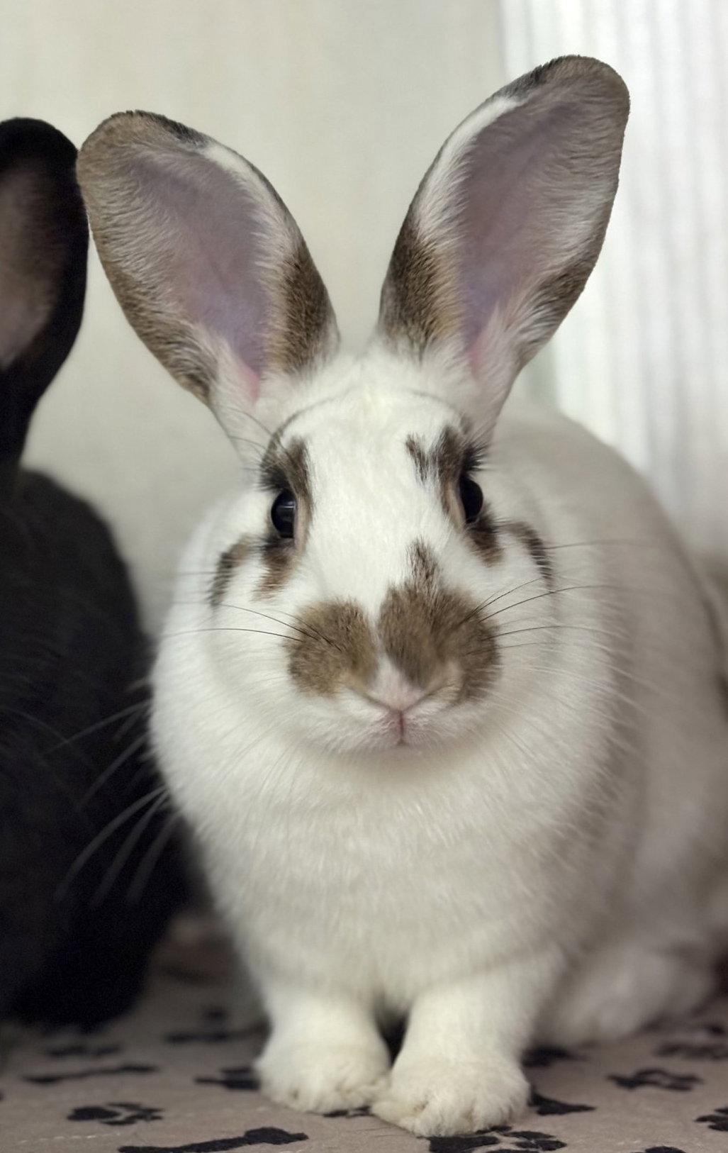 Enlarge Junebug, a Adoptable American in Oakland, CA image 1/1