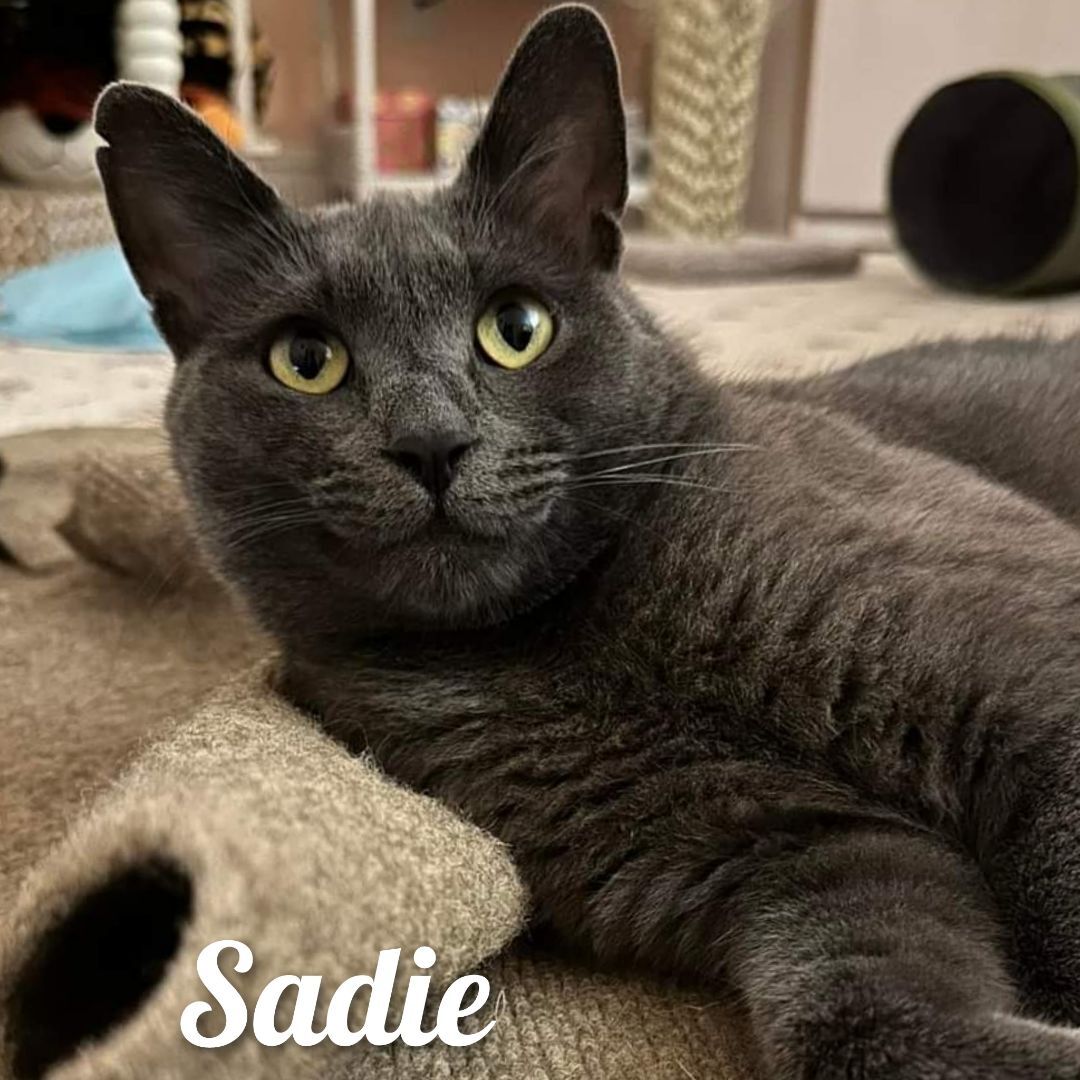 Sadie, a Adoptable Domestic Short Hair in Bayside, NY image 1/10