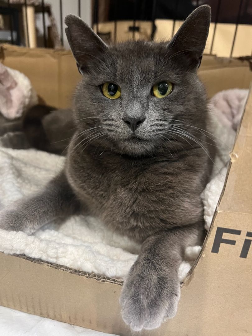 Sadie, a Adoptable Domestic Short Hair in Bayside, NY image 2/10