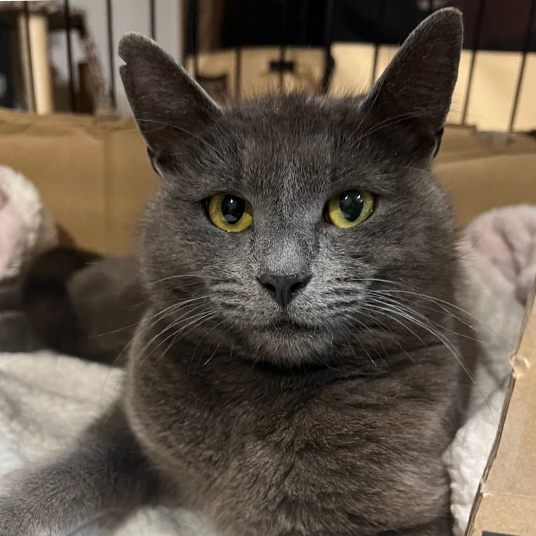 Sadie, a Adoptable Domestic Short Hair in Bayside, NY image 3/10