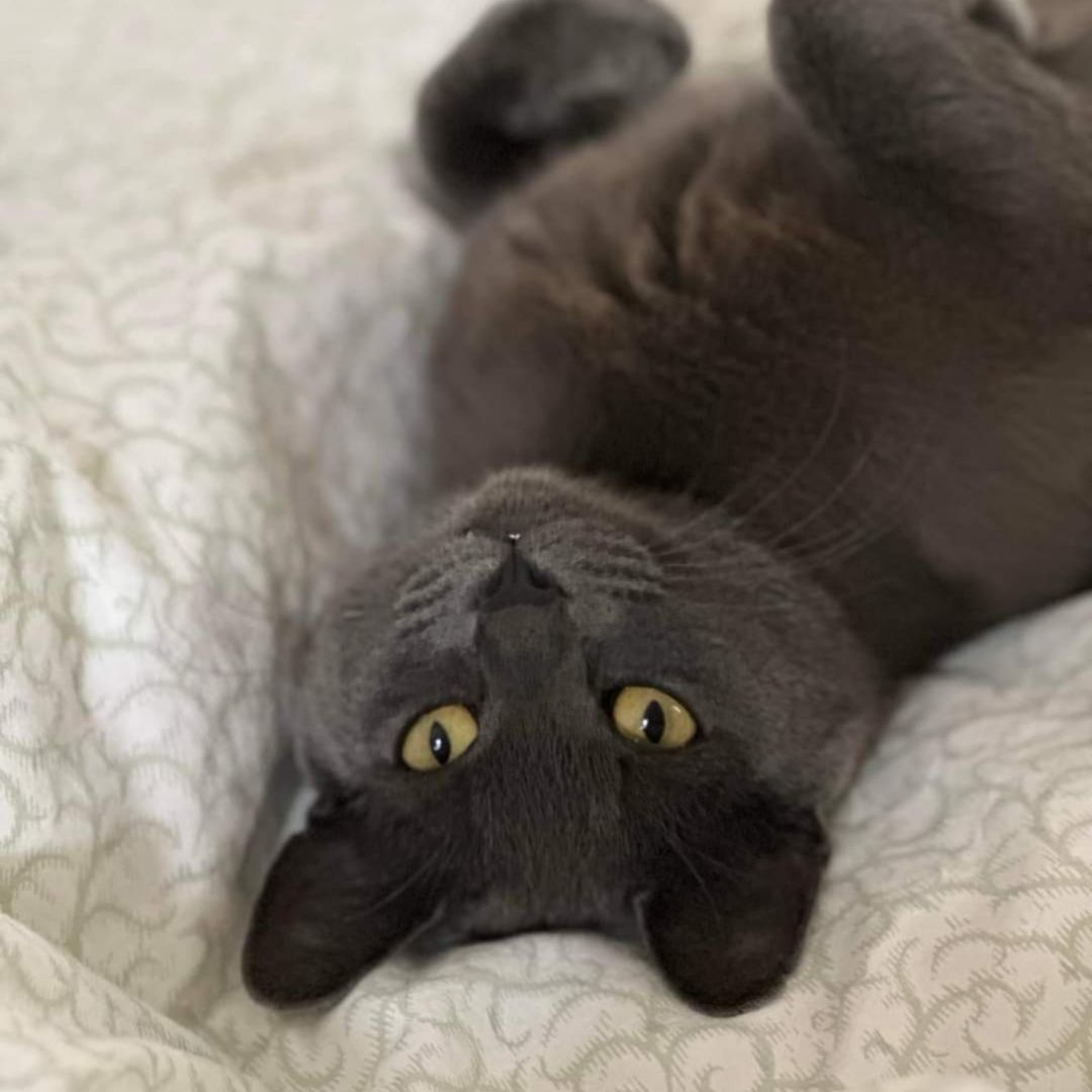 Sadie, a Adoptable Domestic Short Hair in Bayside, NY image 4/10