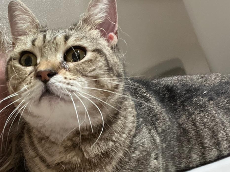 English Muffin, a Adopted mixed breed in Raleigh, NC image 2/3