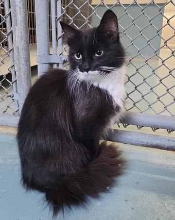 Vino, Adoptable, Young Female Domestic Short Hair.