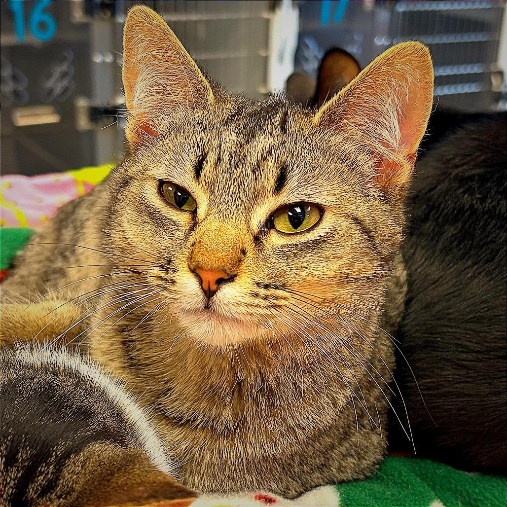Enlarge I Saw Mommy Kissing Santa Claus, a Adoptable Domestic Short Hair in Hannibal, MO image 1/5