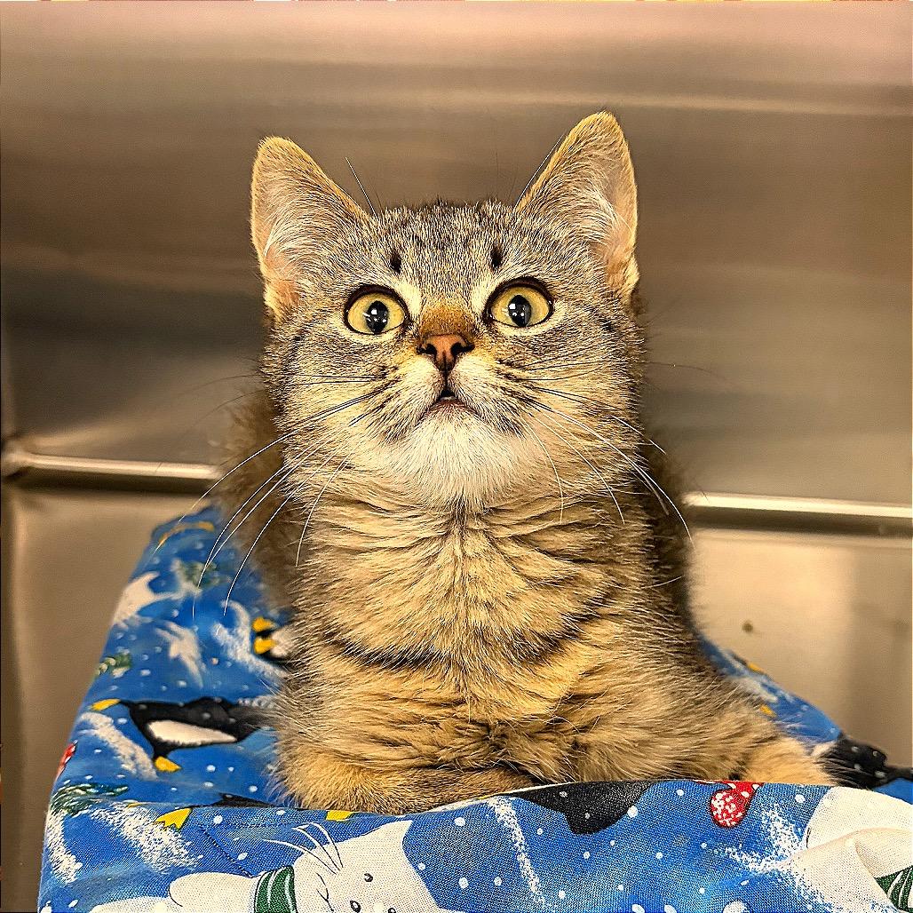 I Saw Mommy Kissing Santa Claus, Adoptable, Young Male Domestic Short Hair.