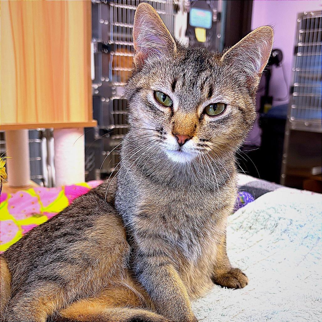 Enlarge I Saw Mommy Kissing Santa Claus, a Adoptable Domestic Short Hair in Hannibal, MO image 3/5