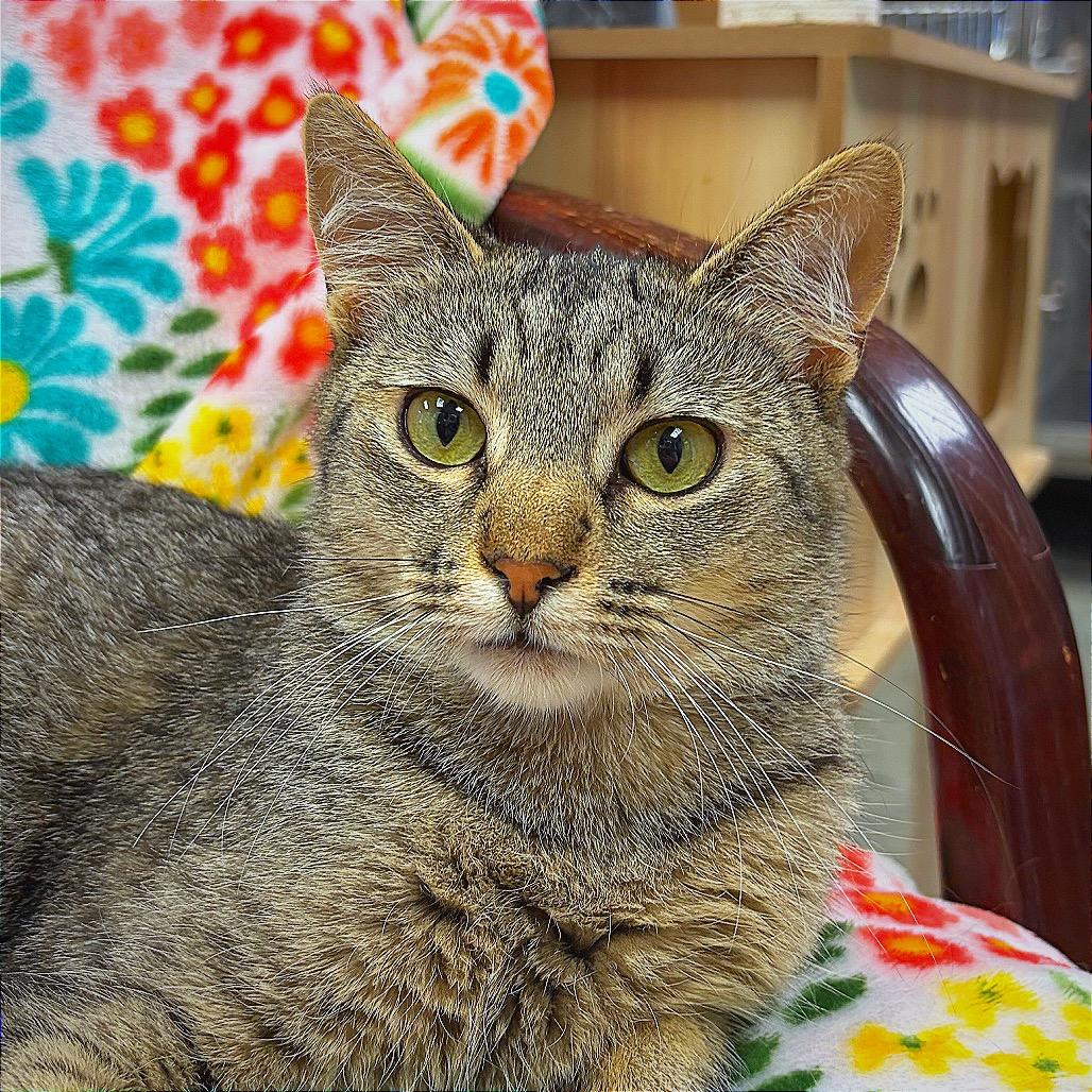 I Saw Mommy Kissing Santa Claus, a Adoptable Domestic Short Hair in Hannibal, MO image 4/6