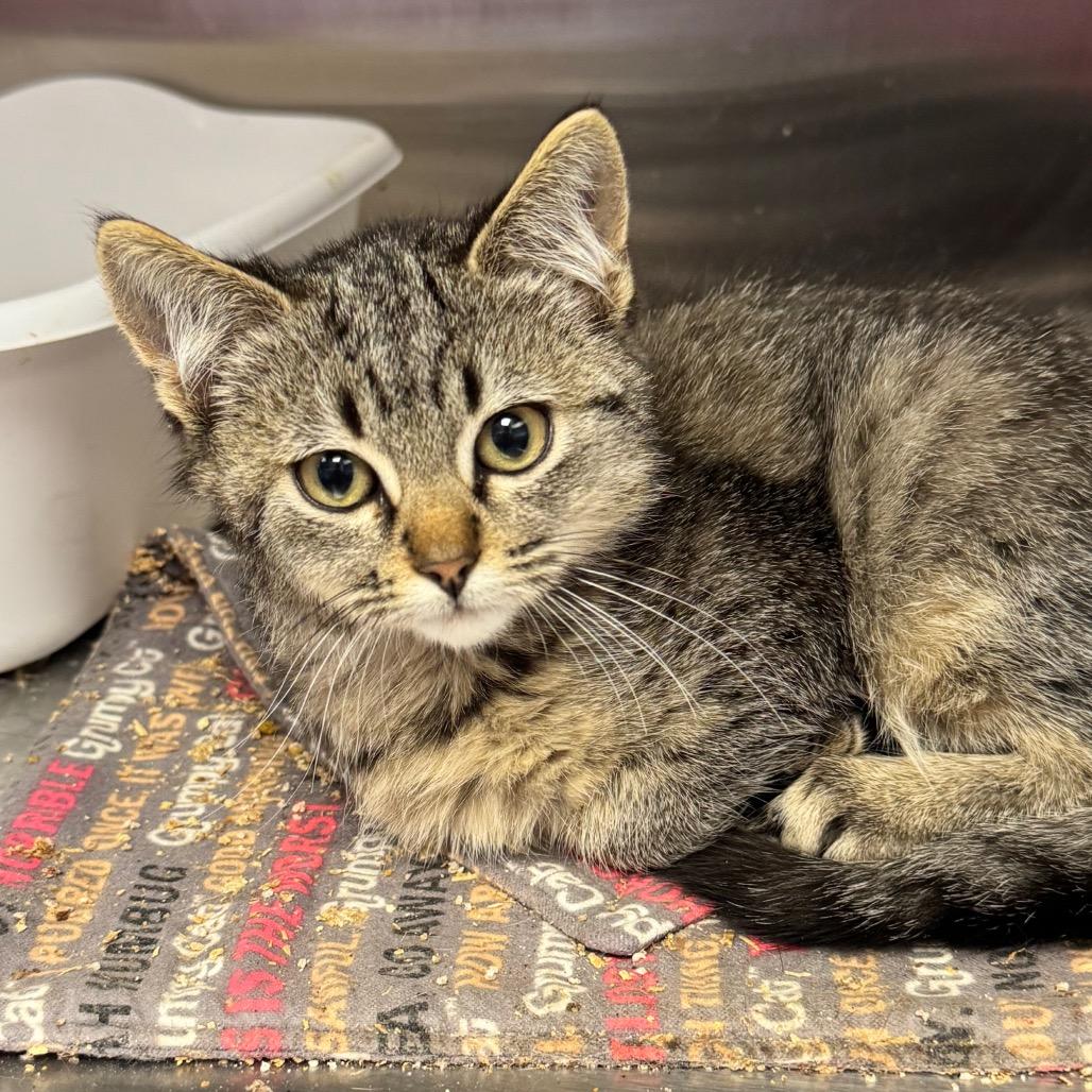 Enlarge I Saw Mommy Kissing Santa Claus, a Adoptable Domestic Short Hair in Hannibal, MO image 2/3