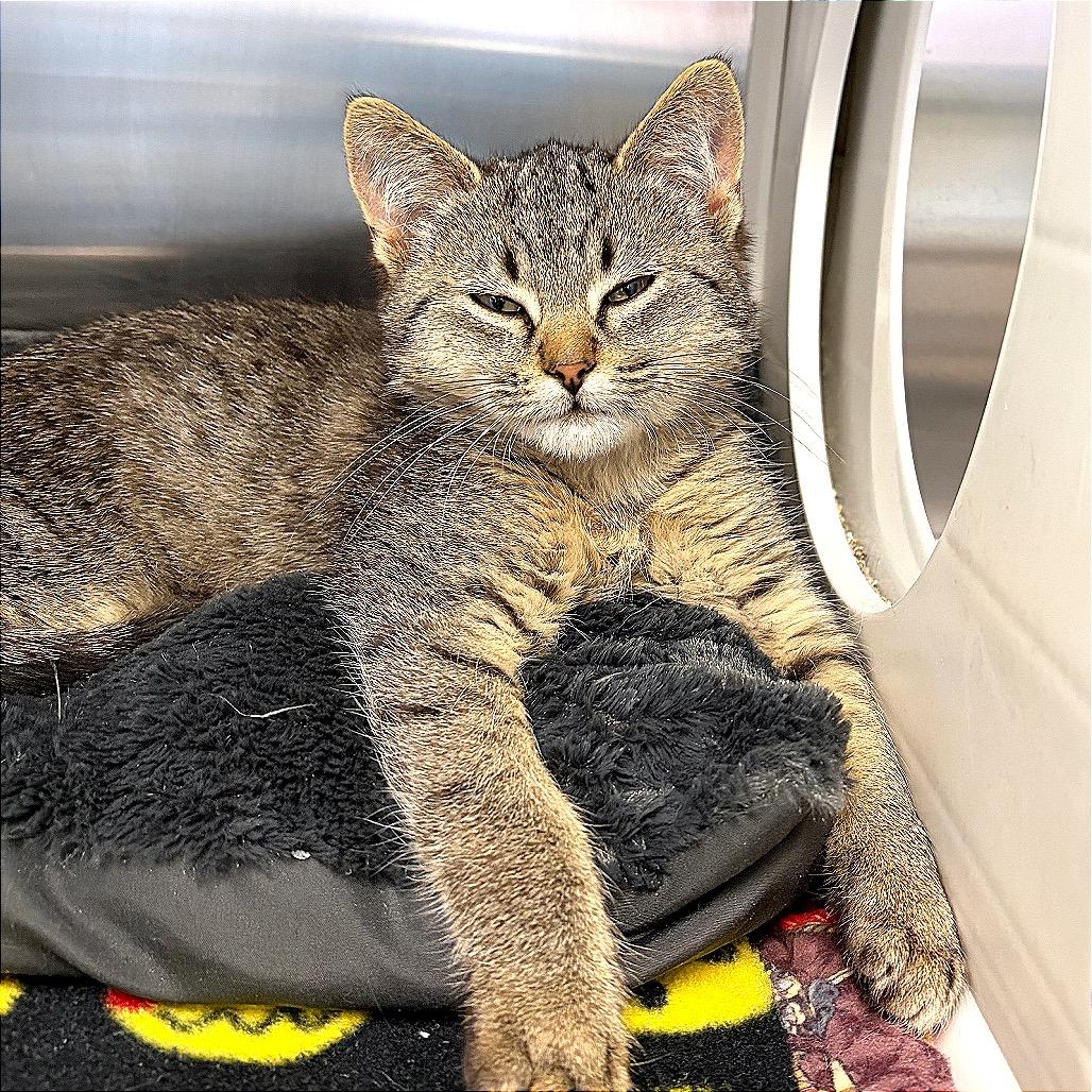 Enlarge I Saw Mommy Kissing Santa Claus, a Adoptable Domestic Short Hair in Hannibal, MO image 3/3