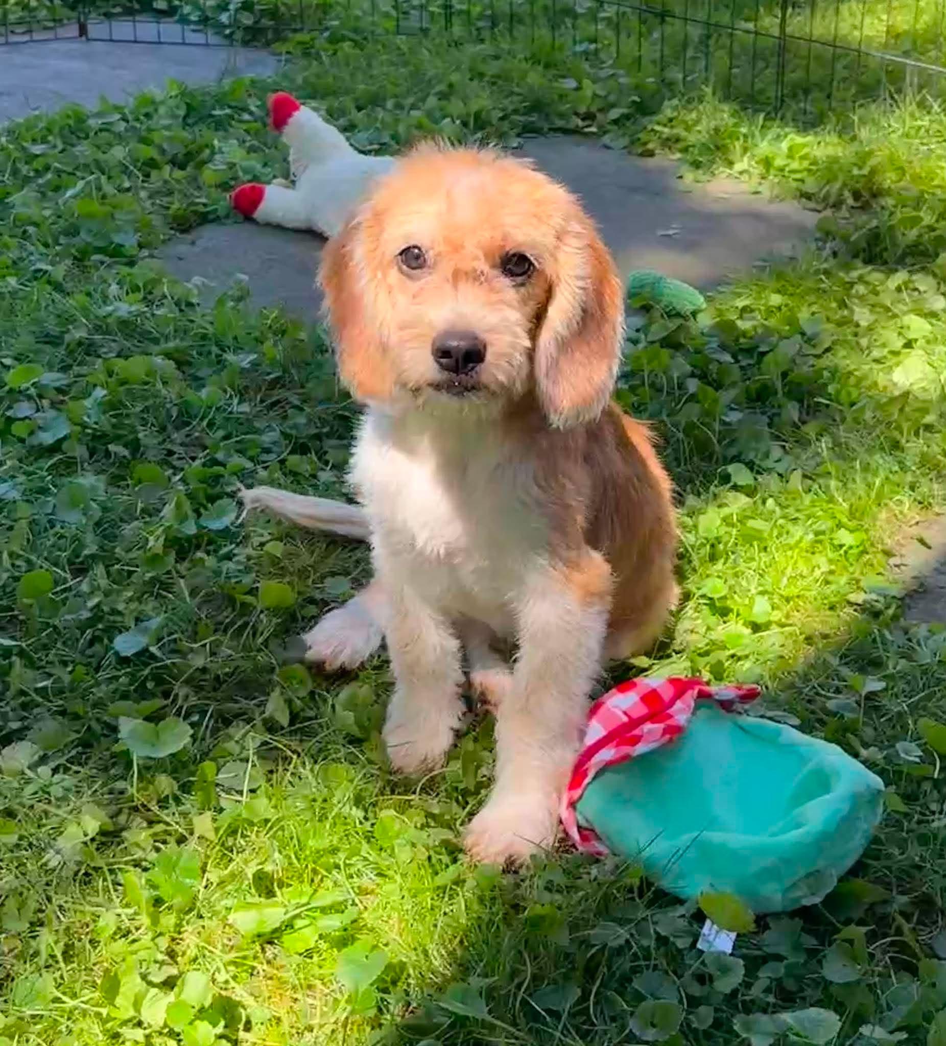 Piper, Adopted, Young Female Beagle & Shih Tzu.