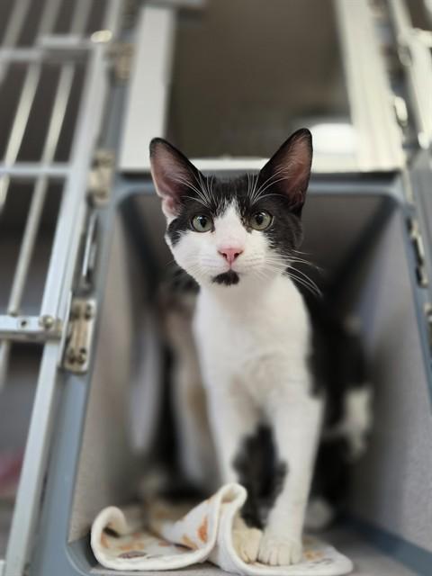 FINN, Adoptable, Young Male Domestic Short Hair.