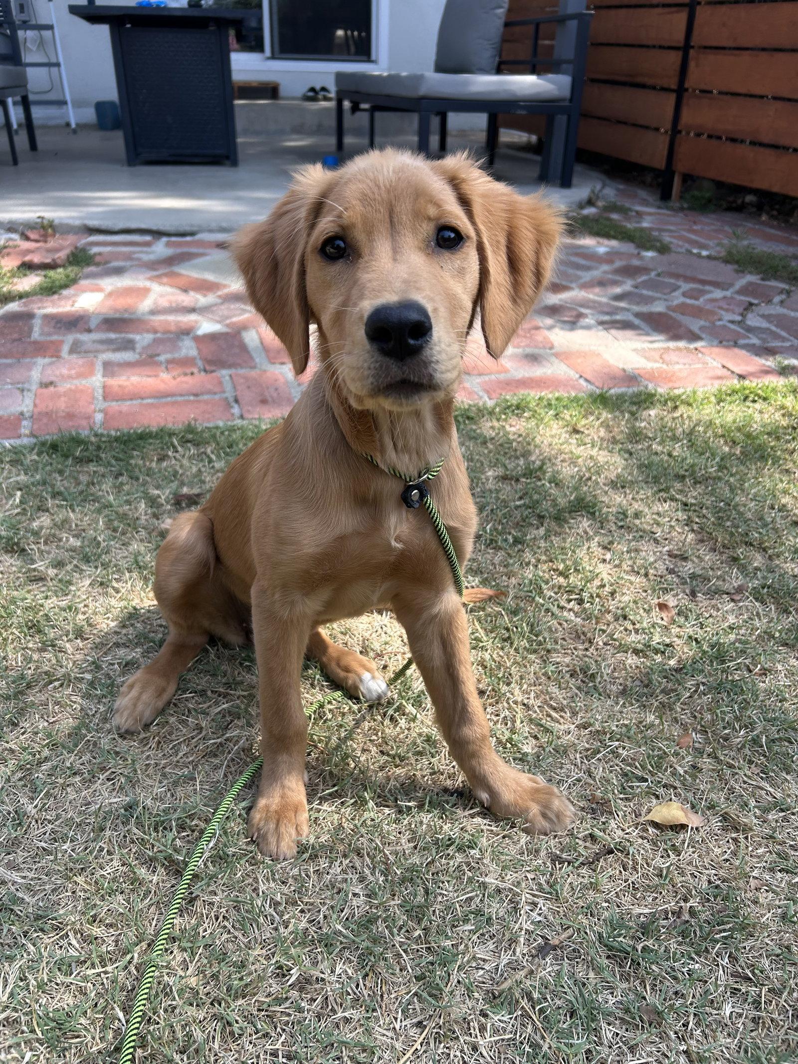 Peanut Butter, Adopted, Puppy Female Golden Retriever.