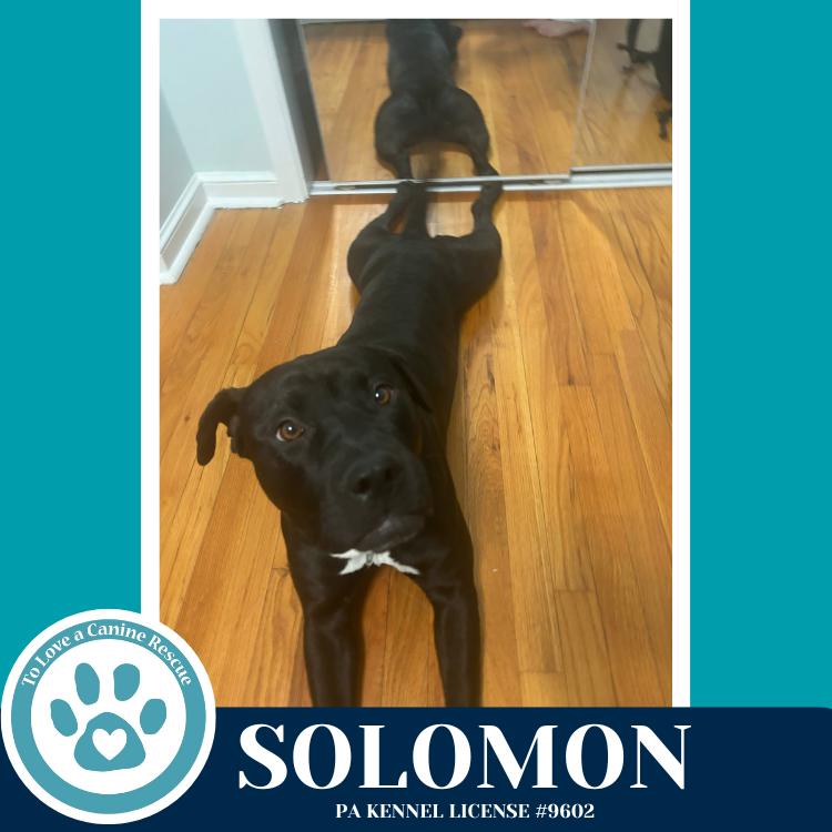 Solomon 011026, Adoptable, Adult Male Labrador Retriever & Pit Bull Terrier.