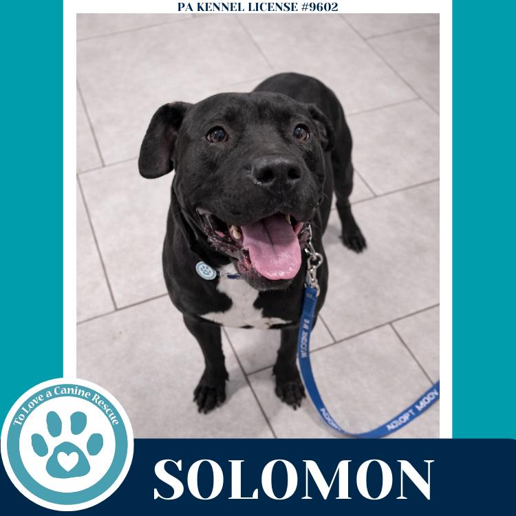 Solomon 011026, a Adoptable mixed breed in Kimberton, PA image 2/4