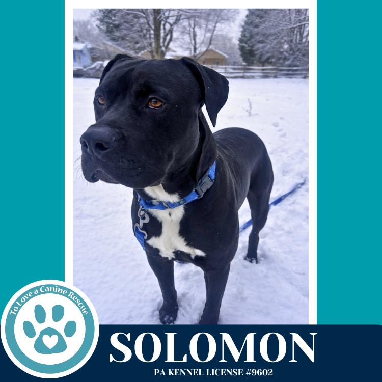Solomon 011026, a Adoptable mixed breed in Kimberton, PA image 3/4