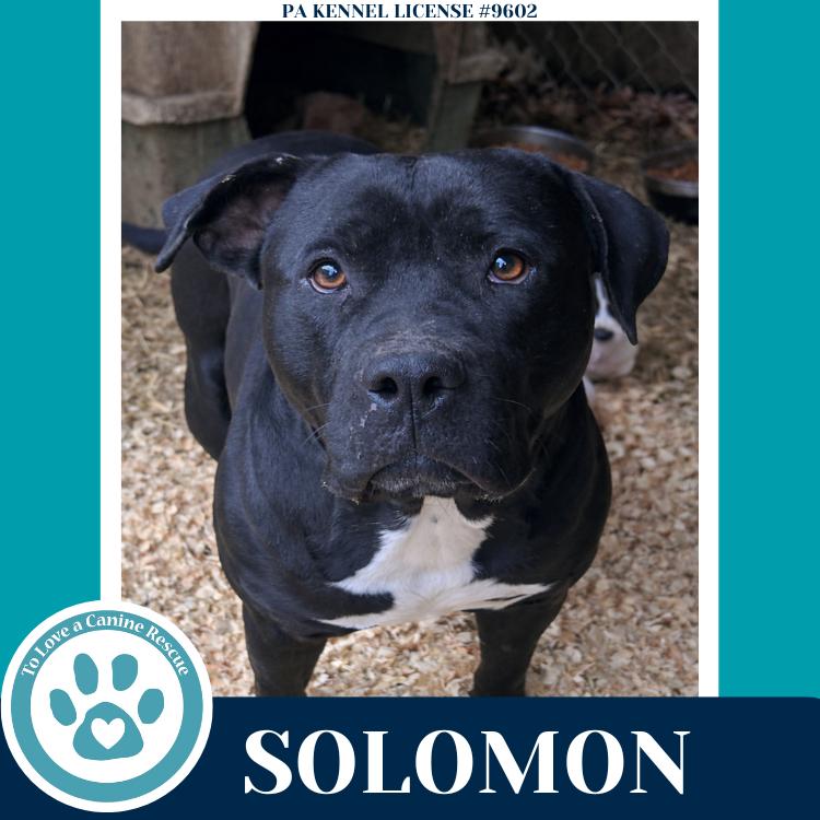 Solomon 011026, a Adoptable mixed breed in Kimberton, PA image 4/4