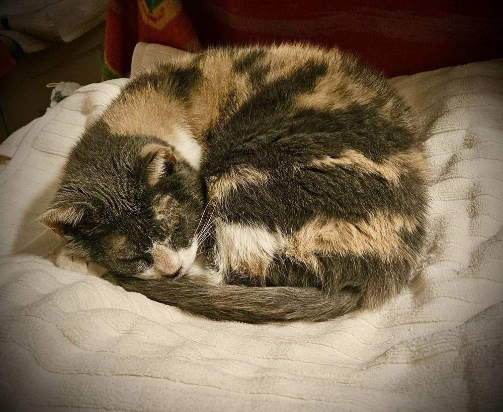 Autumn, Adoptable, Adult Female Domestic Short Hair.