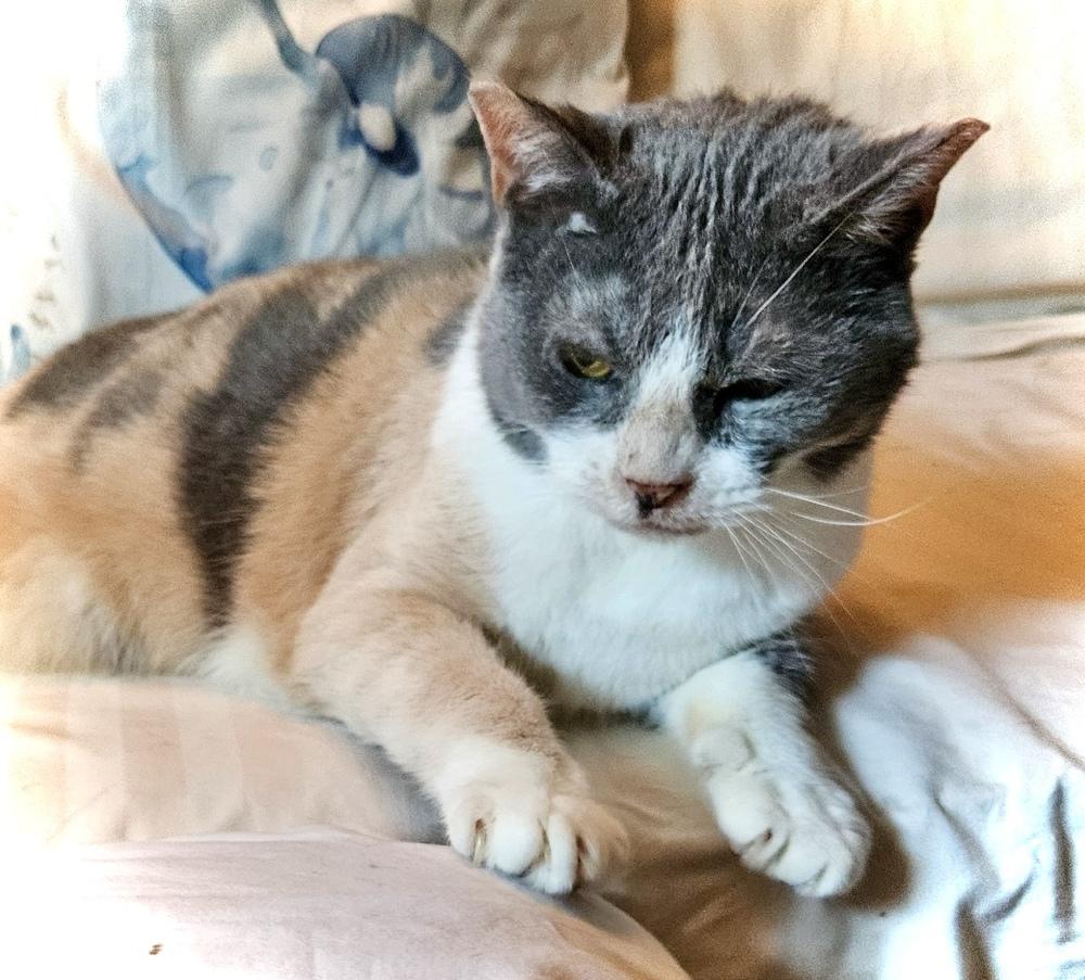 Enlarge Autumn, a Adoptable Domestic Short Hair in Chalfont, PA image 2/6