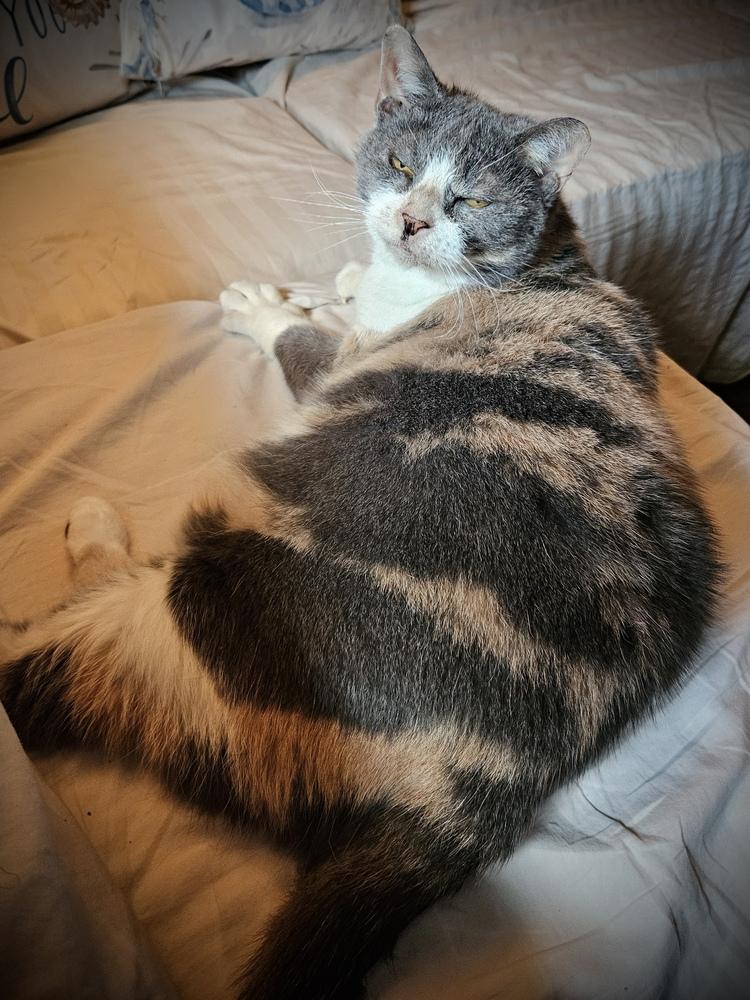 Enlarge Autumn, a Adoptable Domestic Short Hair in Chalfont, PA image 3/6