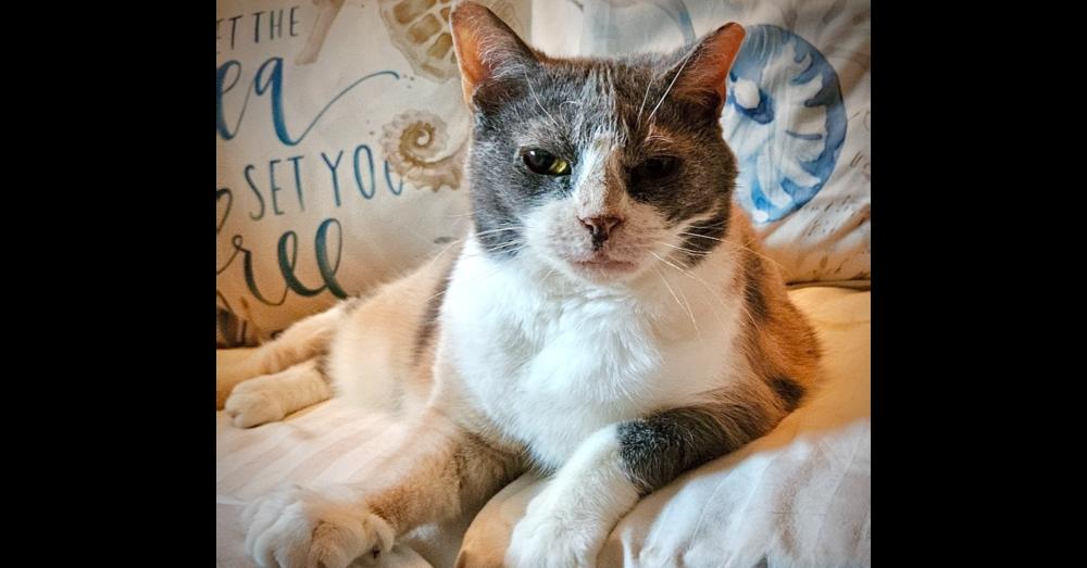 Autumn, Adoptable, Adult Female Domestic Short Hair.