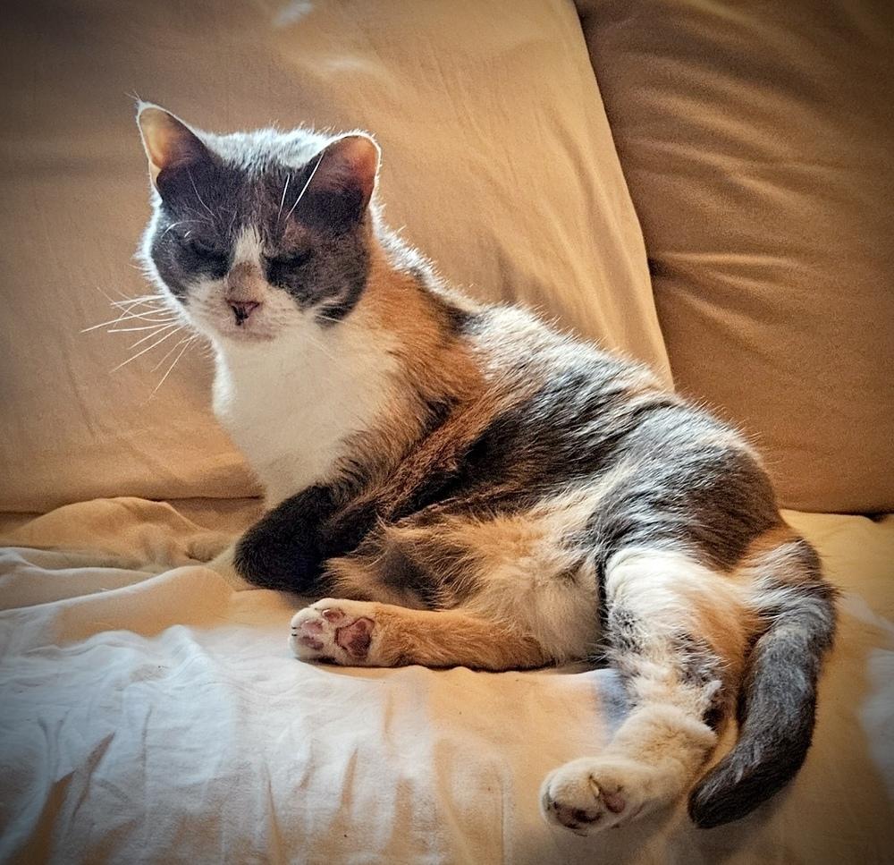 Enlarge Autumn, a Adoptable Domestic Short Hair in Chalfont, PA image 5/6