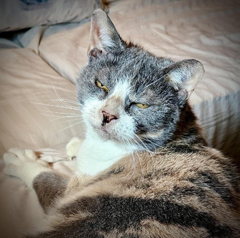 Enlarge Autumn, a Adoptable Domestic Short Hair in Chalfont, PA image 6/6