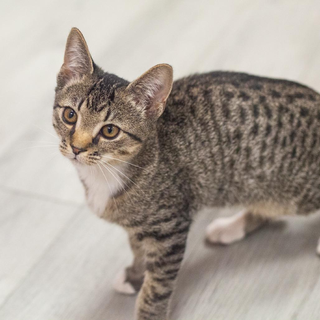 Enlarge Napiere, a Adoptable Domestic Short Hair in Ponte Vedra, FL image 1/6