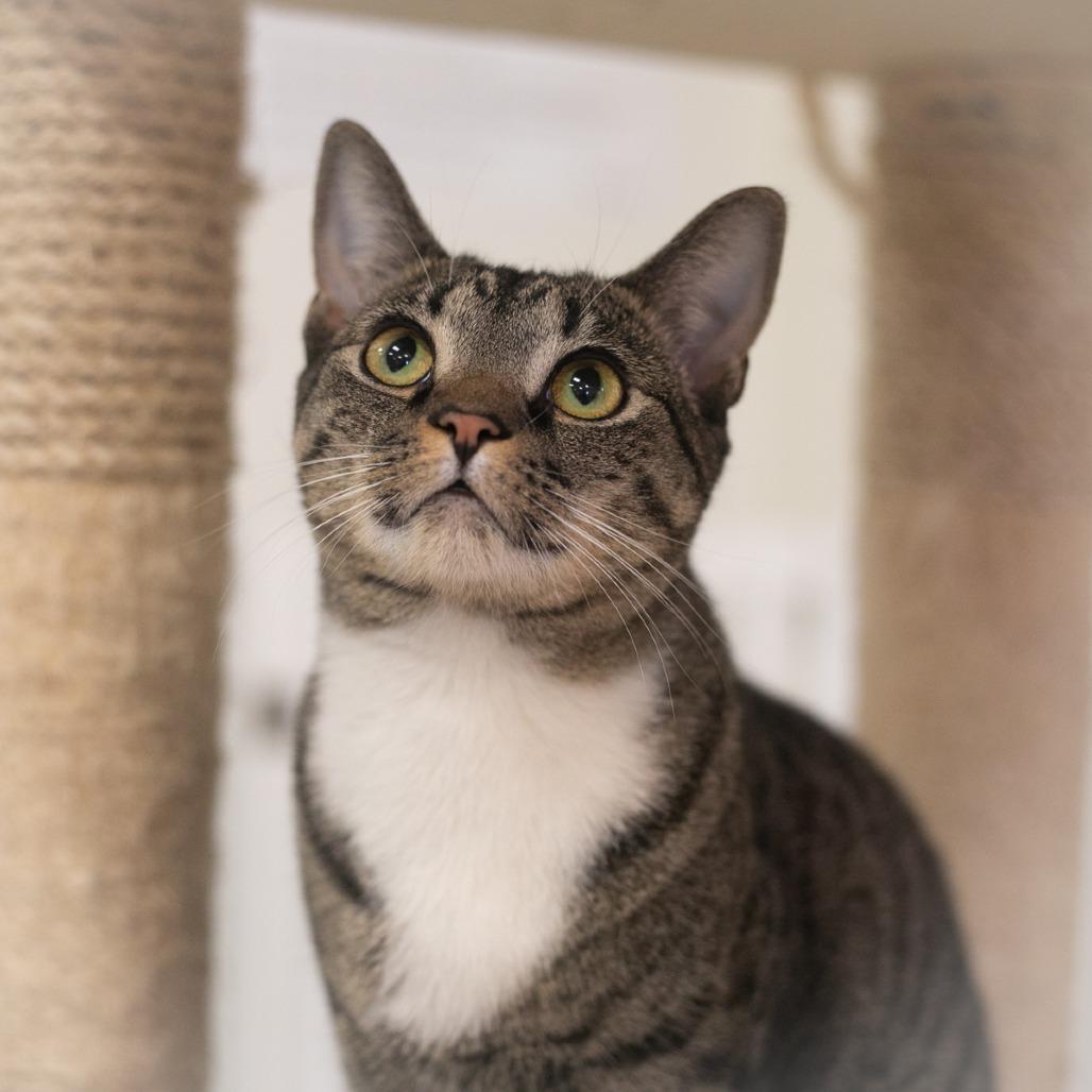 Enlarge Napiere, a Adoptable Domestic Short Hair in Ponte Vedra, FL image 2/6
