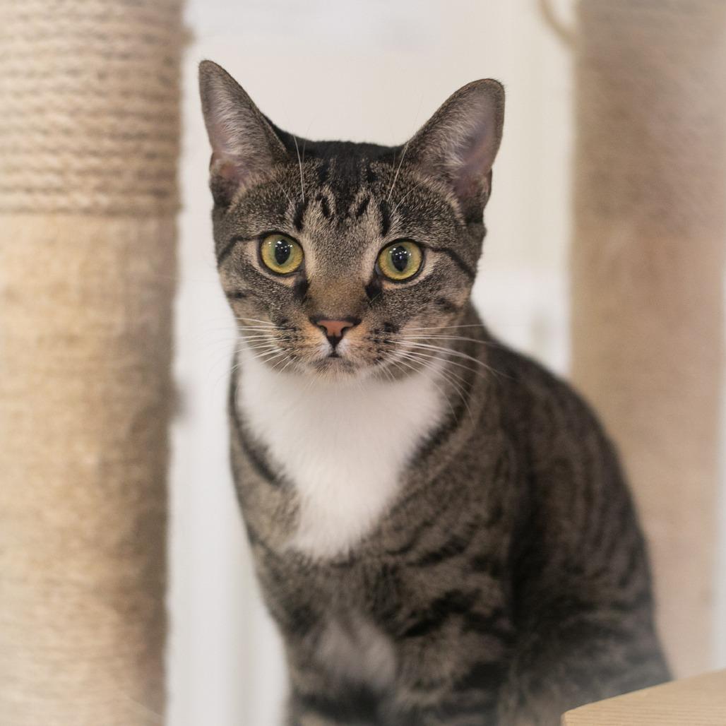 Enlarge Napiere, a Adoptable Domestic Short Hair in Ponte Vedra, FL image 3/6