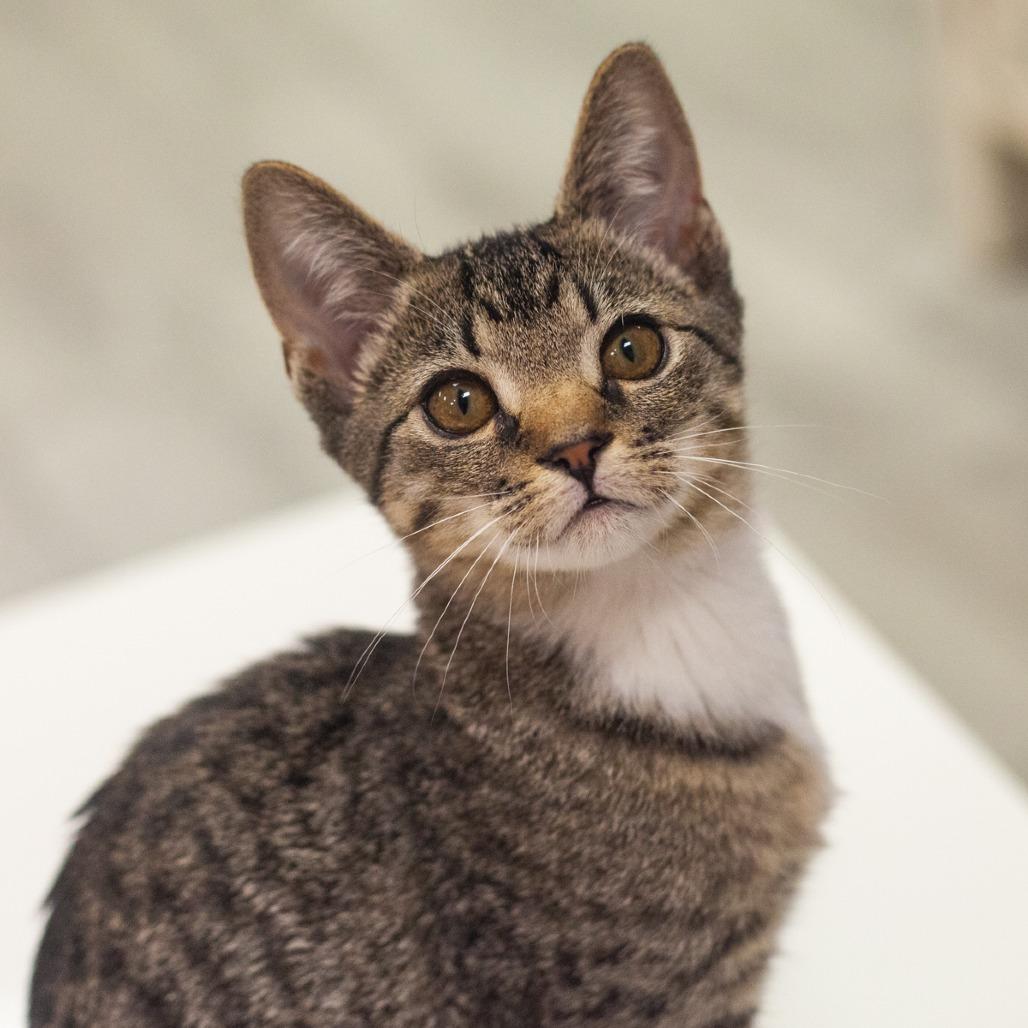 Enlarge Napiere, a Adoptable Domestic Short Hair in Ponte Vedra, FL image 5/6