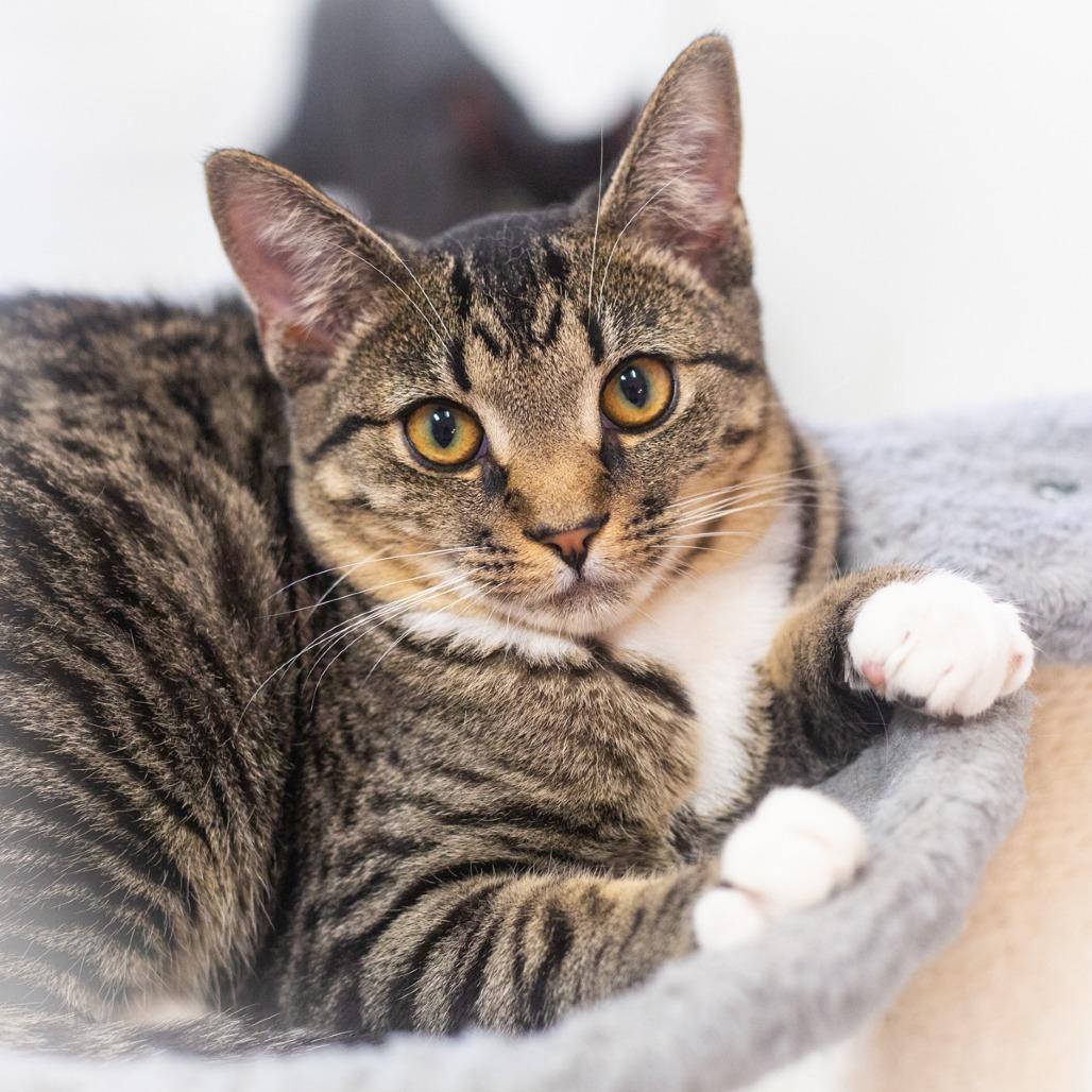 Napiere, Adoptable, Young Male Domestic Short Hair.