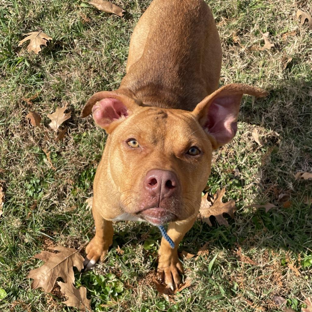 Enlarge Duffy, a Adoptable Pit Bull Terrier in Brenham, TX image 2/6