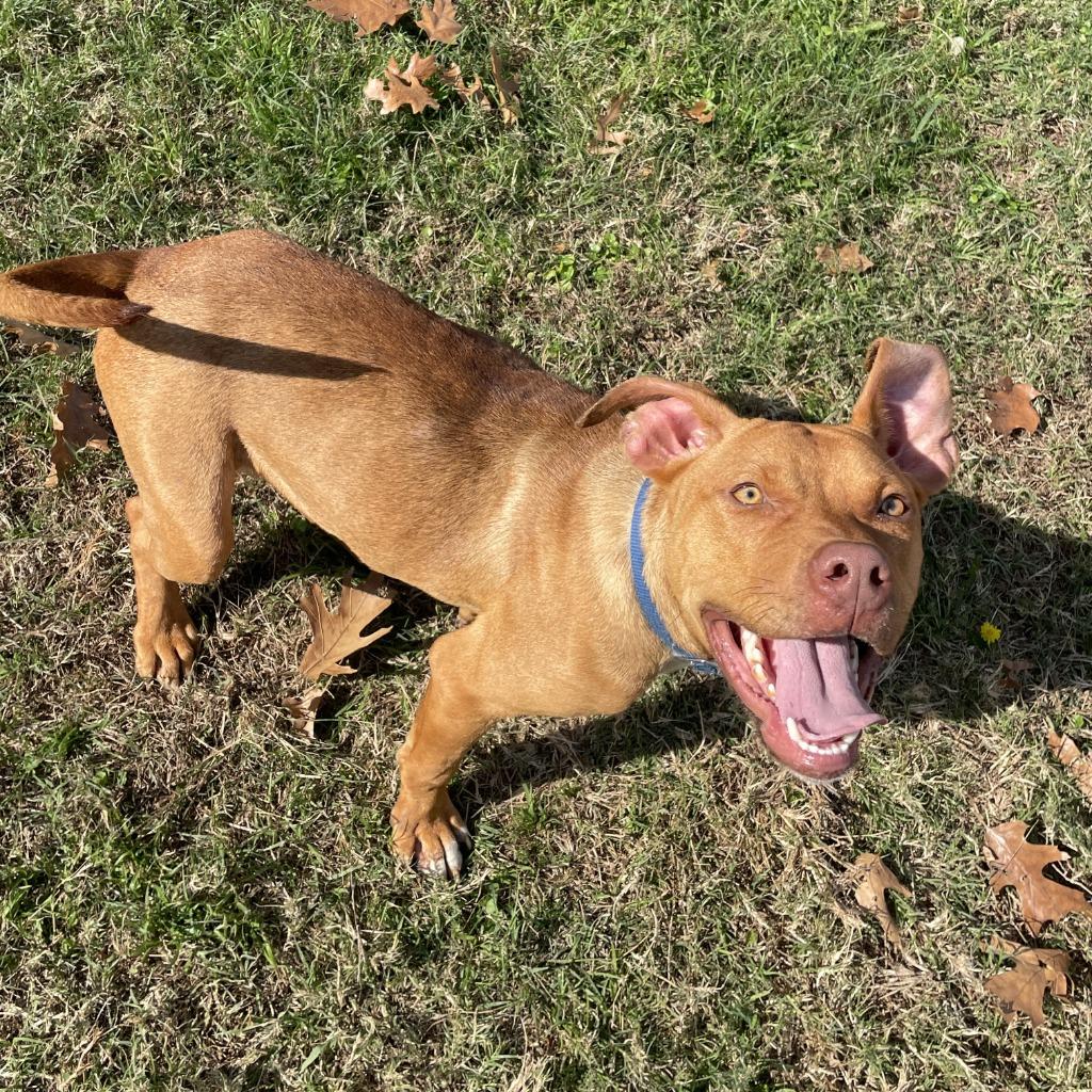 Enlarge Duffy, a Adoptable Pit Bull Terrier in Brenham, TX image 3/6
