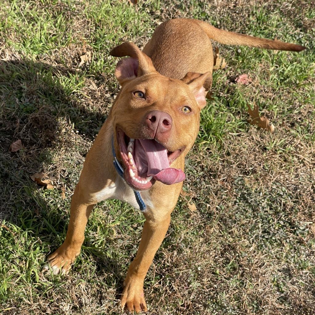 Enlarge Duffy, a Adoptable Pit Bull Terrier in Brenham, TX image 4/6