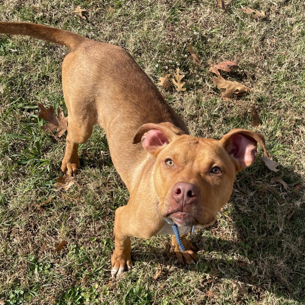 Enlarge Duffy, a Adoptable Pit Bull Terrier in Brenham, TX image 5/6