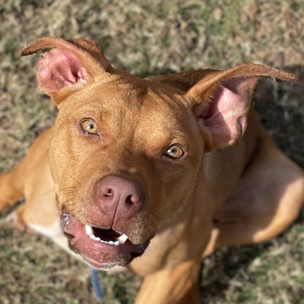 Duffy, Adoptable, Young Male Pit Bull Terrier.