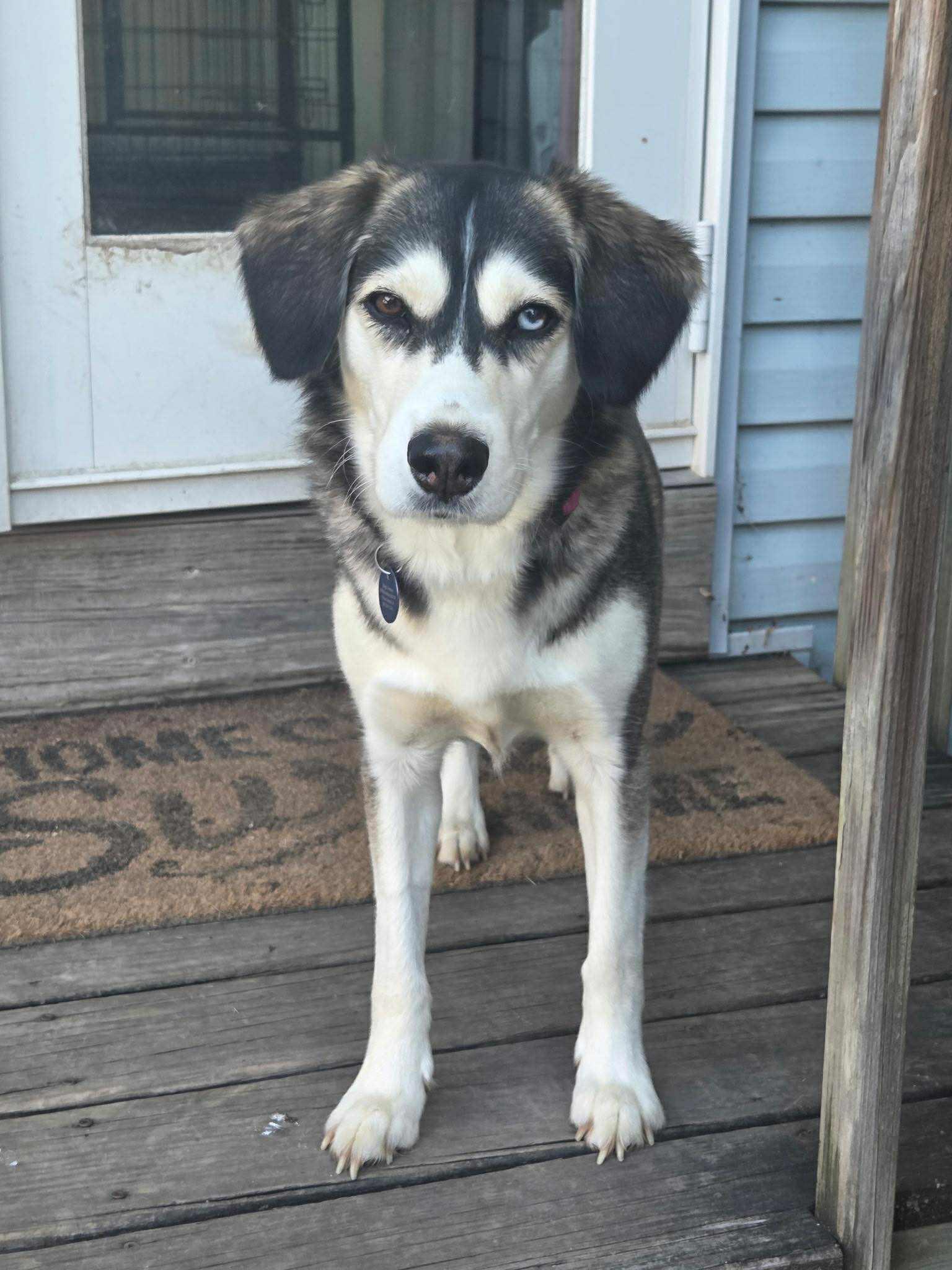 Astra, a Adoptable mixed breed image 1/6