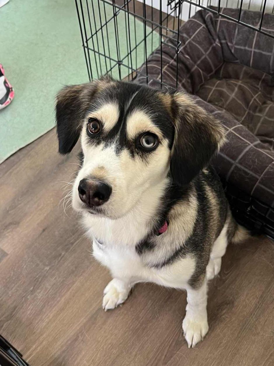 Astra, a Adoptable mixed breed image 2/6