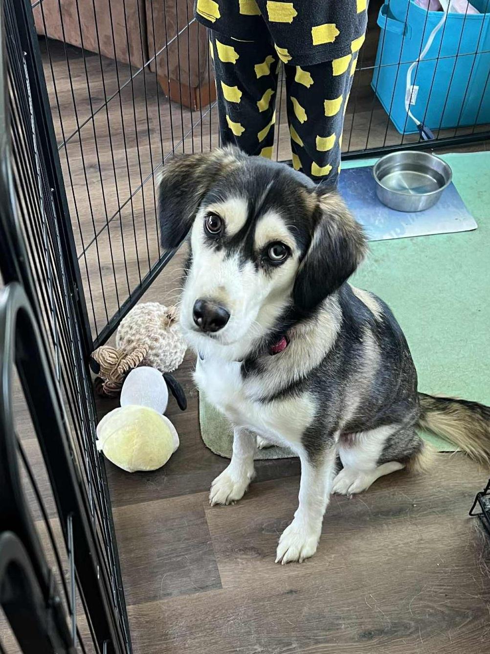 Astra, a Adoptable mixed breed image 3/6