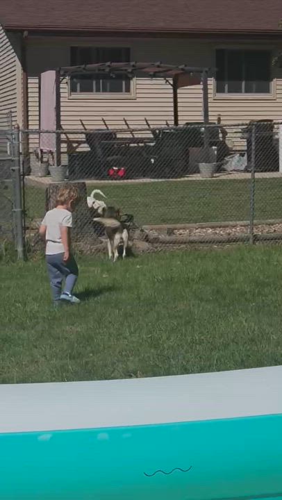 Enlarge Astra, a Adoptable mixed breed video 6/6