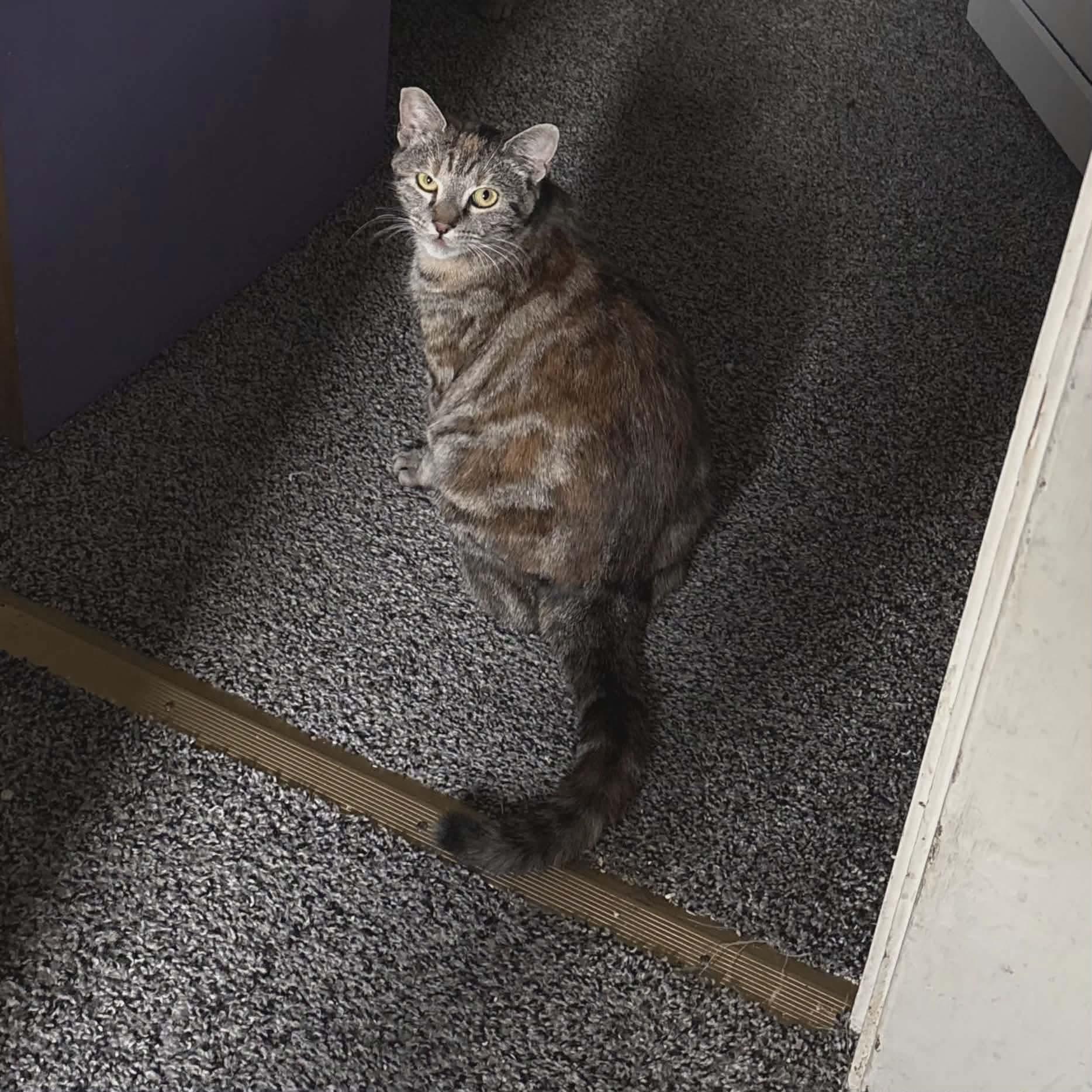 Enlarge Taco - Mexican food litter , a Adoptable mixed breed in Gladstone, OR image 3/4